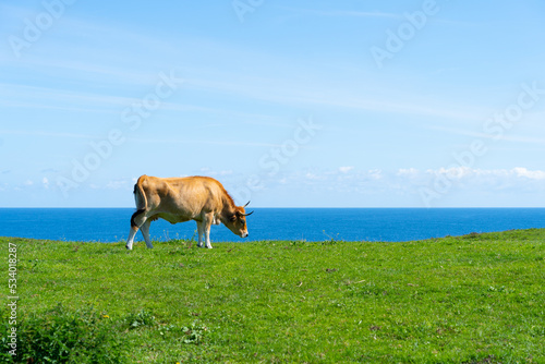 vaca pastando hierba frente al mar 