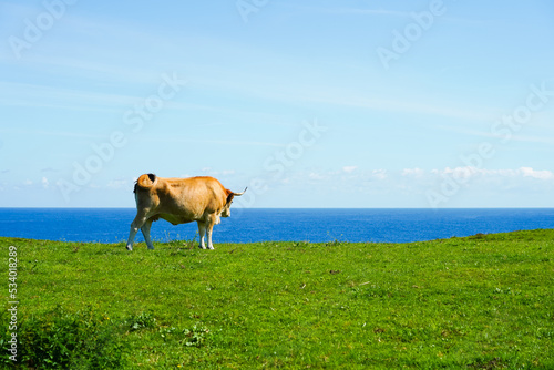 vaca pastando hierba frente al mar 