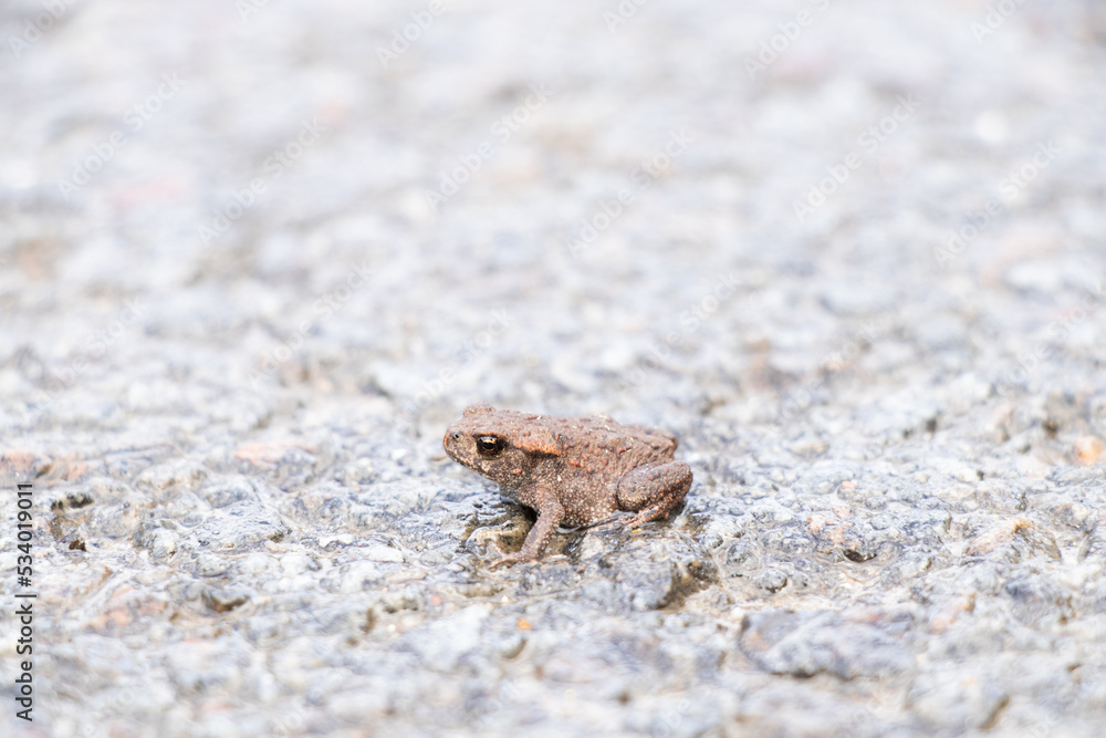 One small toad sits on wet asphalt on the road
