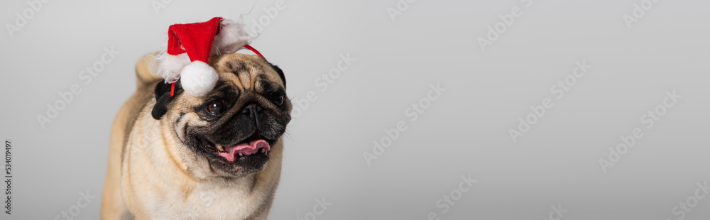 purebred pug dog in santa hat sticking out tongue isolated on grey, banner.