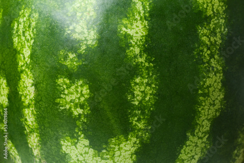 Whole ripe watermelon as background, closeup view