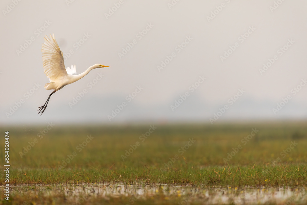 Fototapeta premium Great egret (Ardea alba) in India