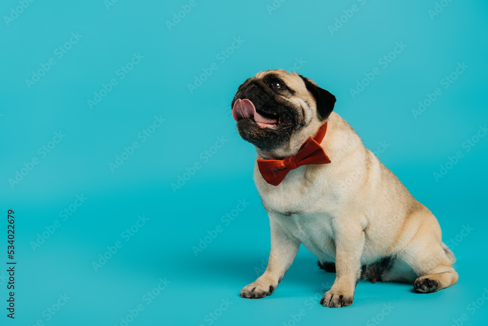 stylish pug dog in bow tie sitting and looking up on blue background.