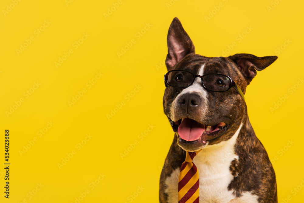 purebred staffordshire bull terrier in stylish eyeglasses and tie isolated on yellow.