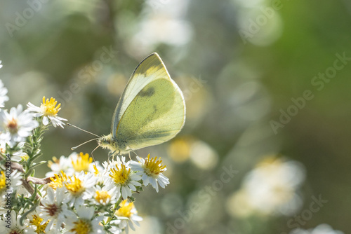 A White Butterfly sitting on a White Flower
