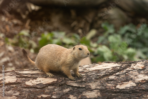 cute prairie dog curious watching