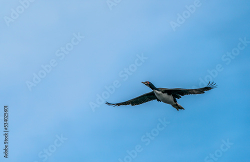 The Flying Bird  Guanay cormorant 