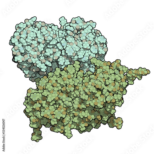 Glucocerebrosidase (beta-glucosidase) enzyme molecule. Deficient in Gaucher's disease. Recombinant analog used as drug in Gaucher's disease. photo