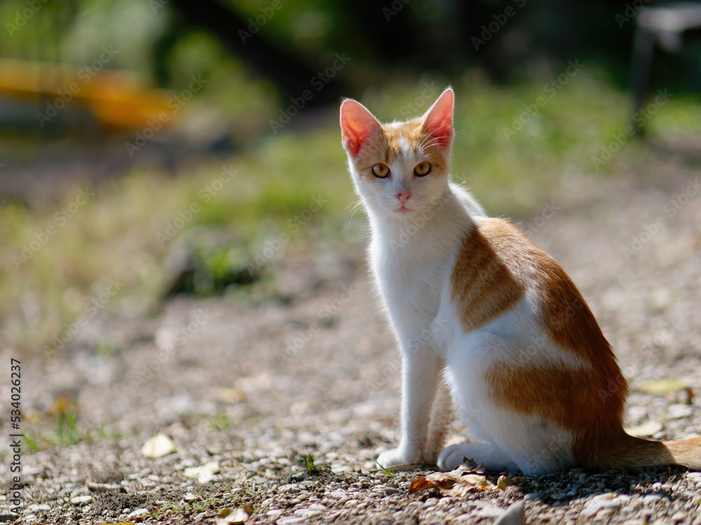 Adorable young domestic orange-white short-haired cat sittng outdoors on a sunny day Adorable young domestic orange-white short-haired cat sittng outdoors on a sunny day