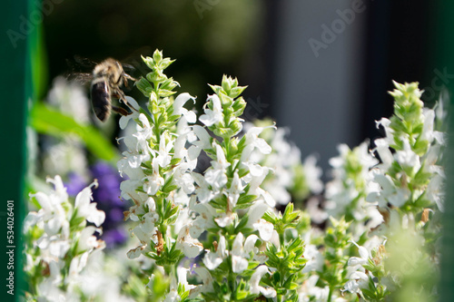 Tropical flower in full blossom. High quality photo photo