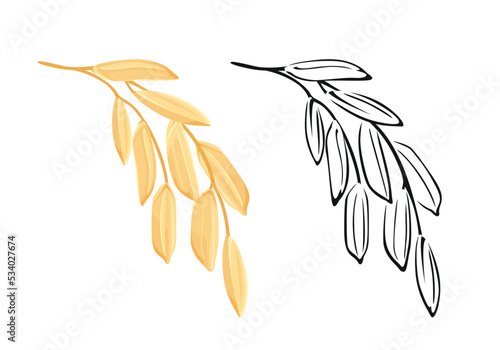 Paddy Rice ear. Vector color illustration and outline of agricultural plant. Healthy food icon.