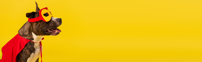 purebred staffordshire bull terrier in halloween superhero cloak and mask isolated on yellow, banner.