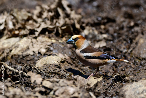 Hawfinch // Kernbeißer (Coccothraustes coccothraustes) photo