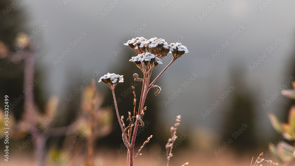 A closeup of a flower on a mountain A closeup of a flower on a mountain