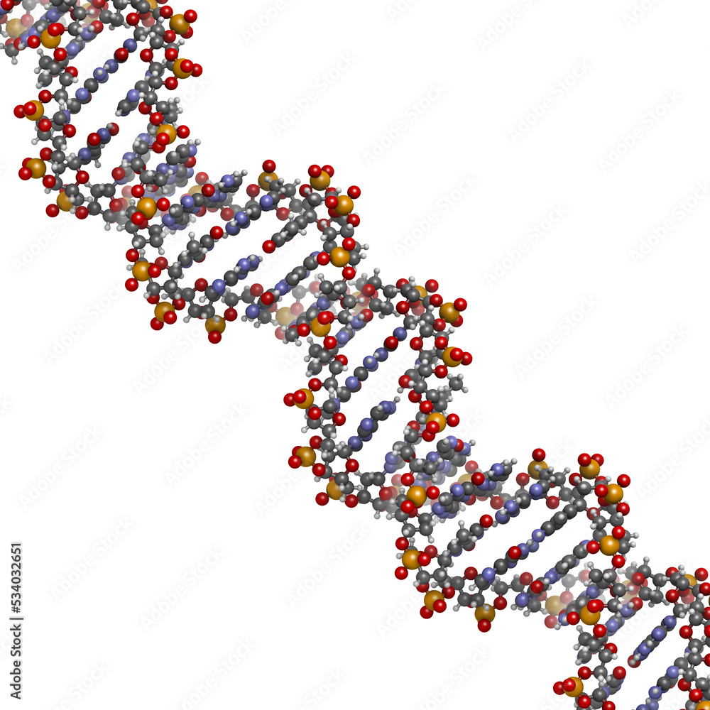 DNA structure, B-DNA form. DNA structure, B-DNA form.