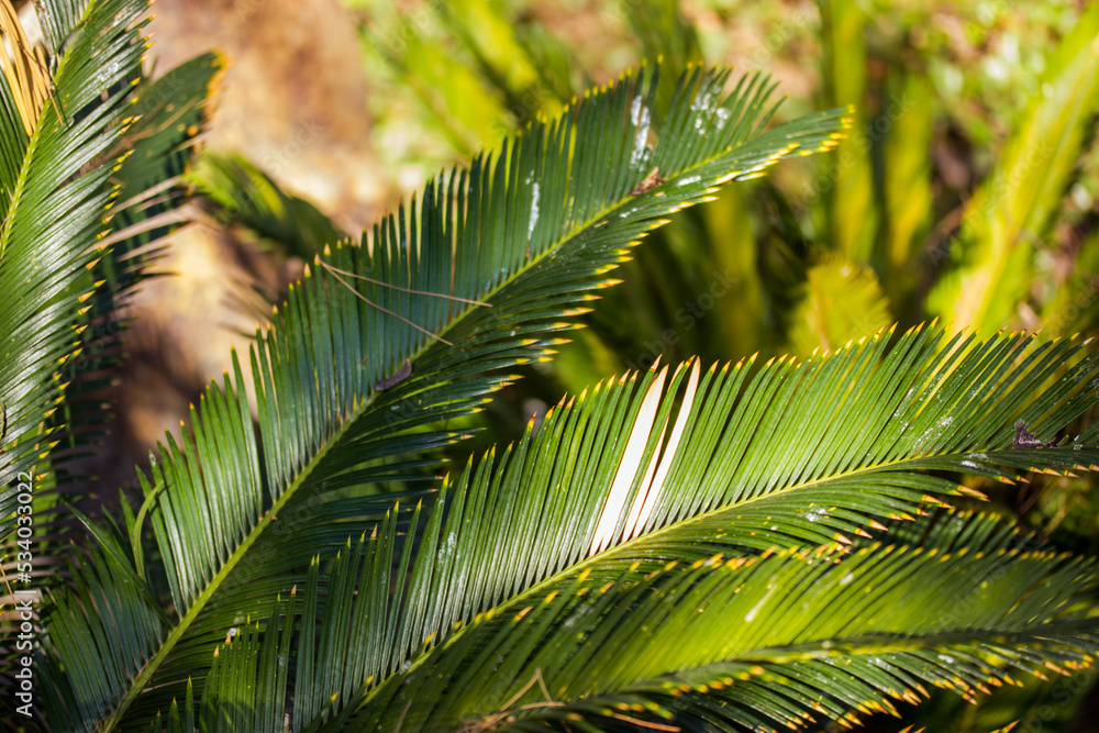 Cycas taiwaniana palm trees and bushes in a tropical botanical garden in summer, spring sunny day. Lush green exotic vegetation in the shadow of a rainforest, forest, wood, woods, national reserve. Cycas taiwaniana palm trees and bushes in a tropical botanical garden in summer, spring sunny day. Lush green exotic vegetation in the shadow of a rainforest, forest, wood, woods, national reserve.