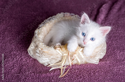 White kitten with blue eyes...