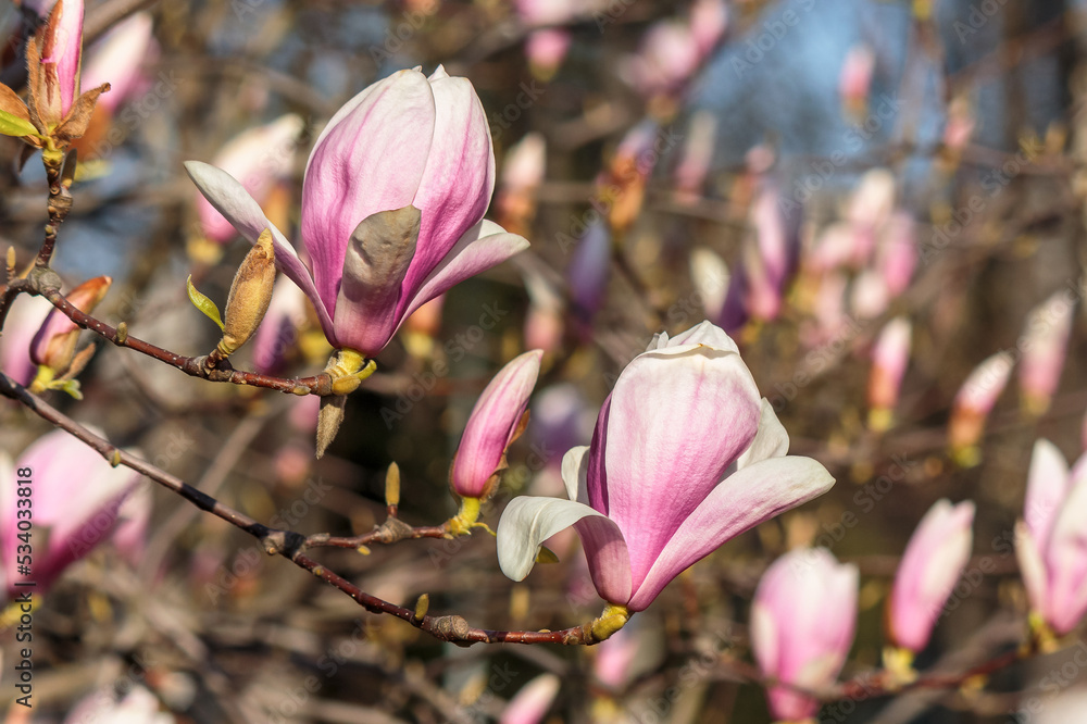 beautiful magnolia plant blossom in spring. romantic soft floral wallpaper beautiful magnolia plant blossom in spring. romantic soft floral wallpaper