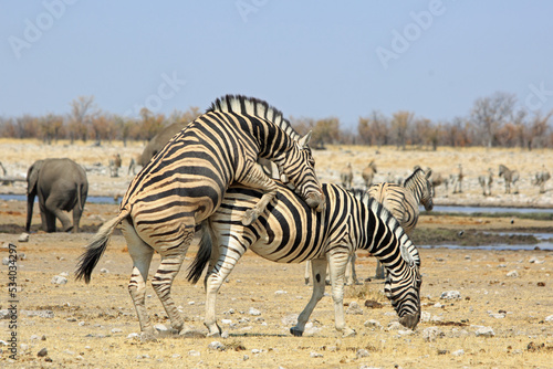 Zebras mating near Rietfontein waterhole, Etosha National Park, Namibia, Southern Africa