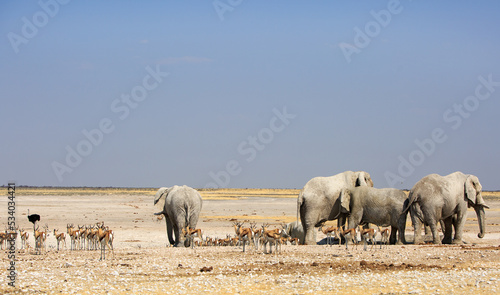 Panoramic view of an African Waterhole, with four adult bull elephants, a large herd of Sprinbok and a black male Ostrich - Etosha National Park, Namibia