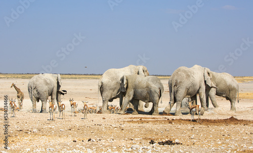 Beautiful African Waterhole scene with African Elephantrs, Giraffe and Sprinbok against an empty background and bright blue sky, Etosha National Park, Namibia
