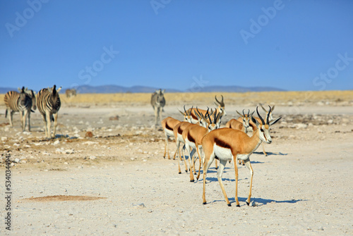 Sprinbok walking towards camera, with a small herd of out of focus zebra in the background, against a nice blue sky. Etosha National Park, Namibia. Focus is on springbok at the front of the line. photo