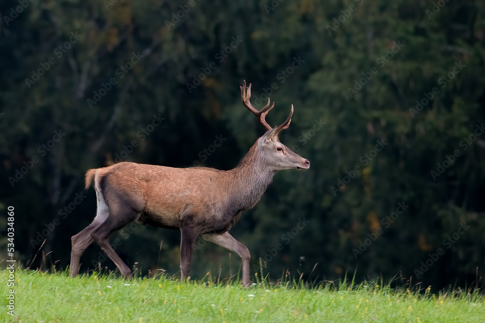 deer in the meadow in the morning sun