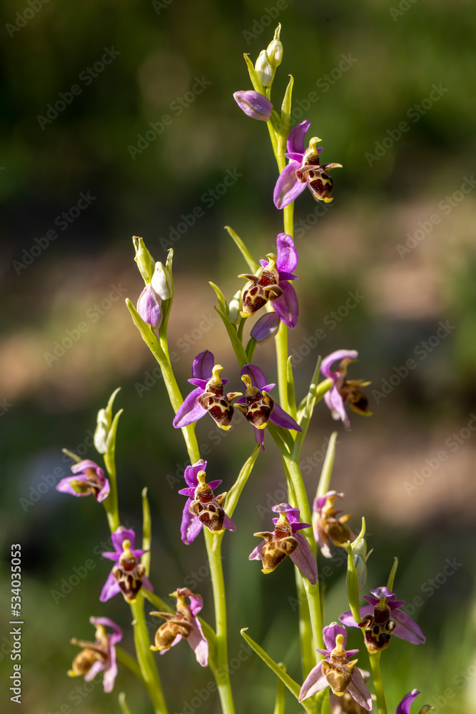 Wild orchid; scientific name; Ophrys minutula Wild orchid; scientific name; Ophrys minutula