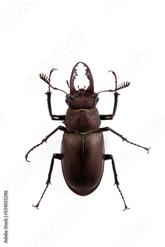 Wildlife, stag beetle, scientific name; Lucanus cervus