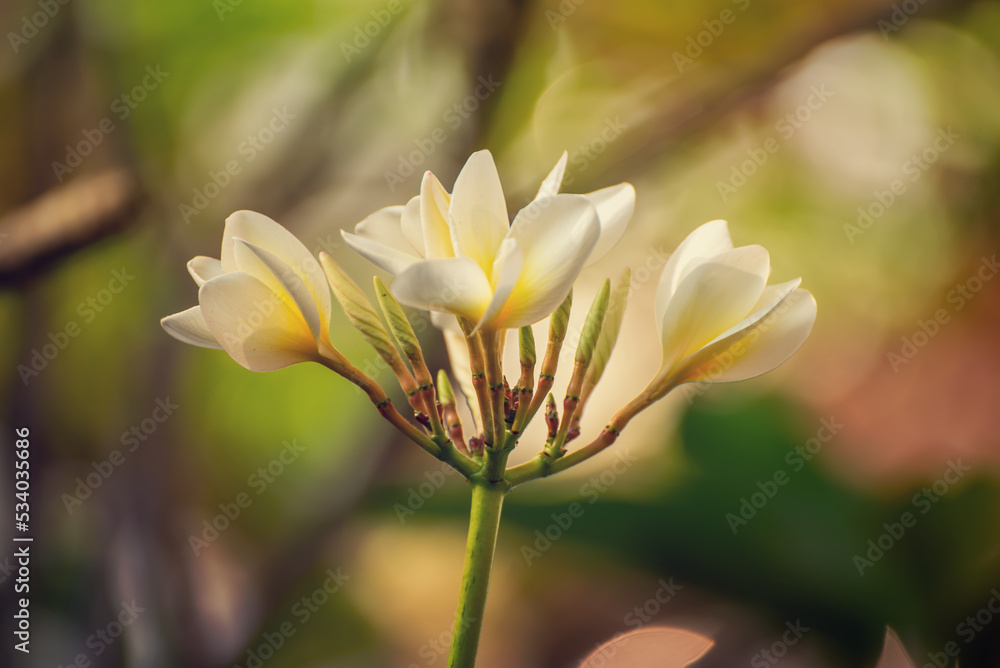 Fototapeta premium White plumaria flowers