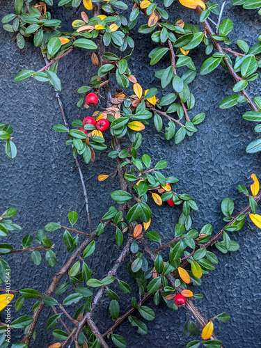 Cotoneaster plant on the wall with red fruits berries