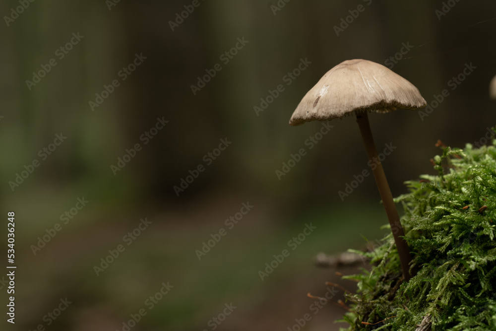 beautiful mushroom in the forest beautiful mushroom in the forest