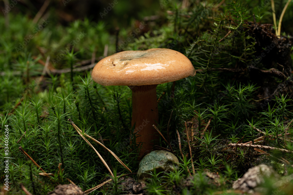 beautiful mushroom in the forest beautiful mushroom in the forest