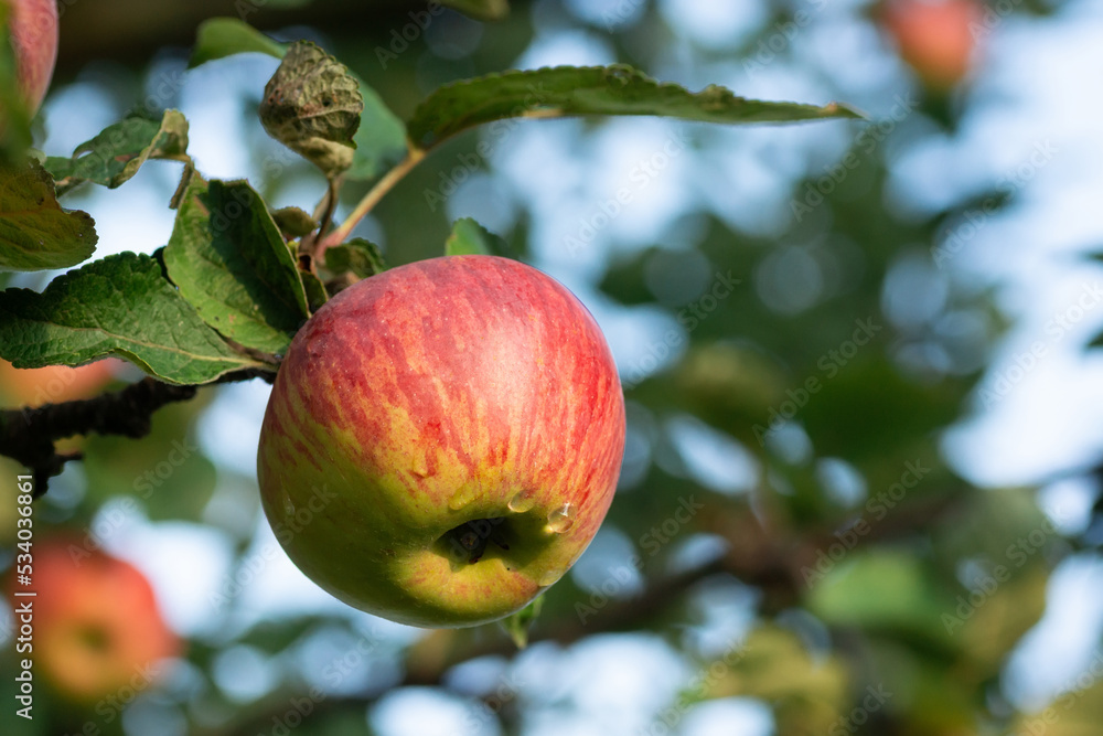 red apples on a tree.
