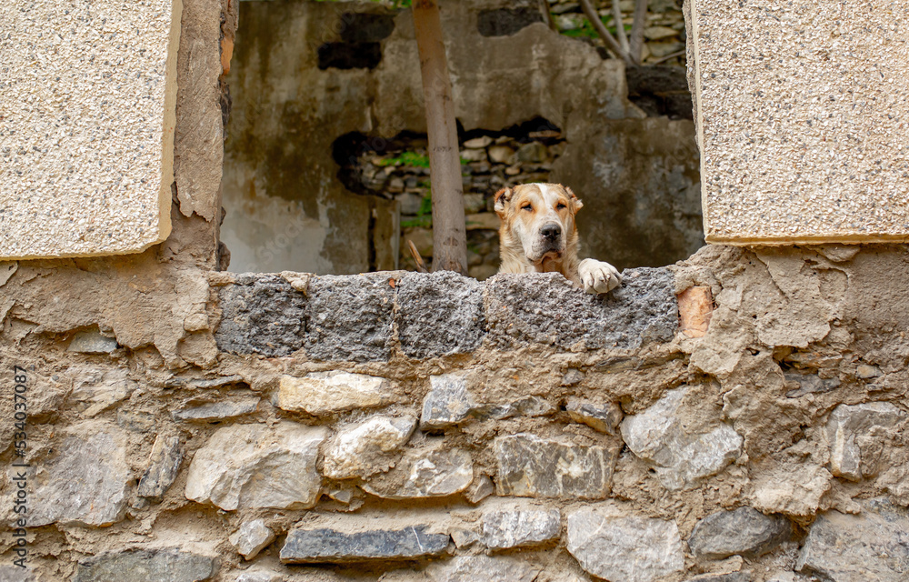 Abandoned animals on the streets of a ruined city, stray dogs near