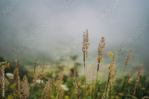 spikelets on the background of a mountain landscape covered with clouds