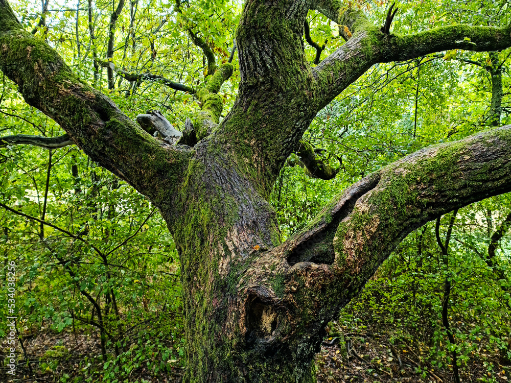 old oak tree