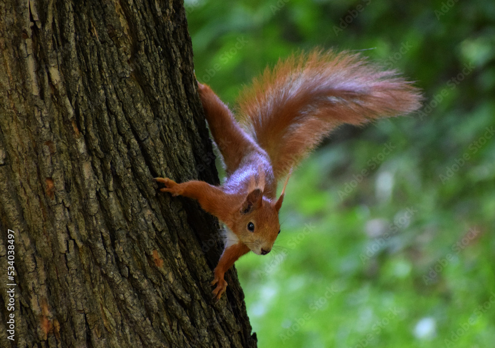 Squirrel in the park summer day Squirrel in the park summer day