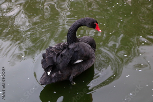 Black Swan on the lake