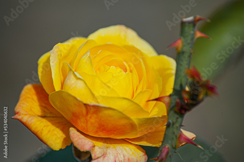 Beautiful gold rose in a garden flower