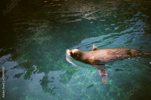 Aquarium Sea Lion on 35mm Film photo