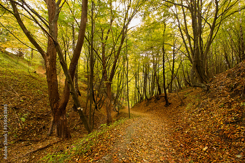 Obraz premium A road in an autumn forest studded with yellow leaves