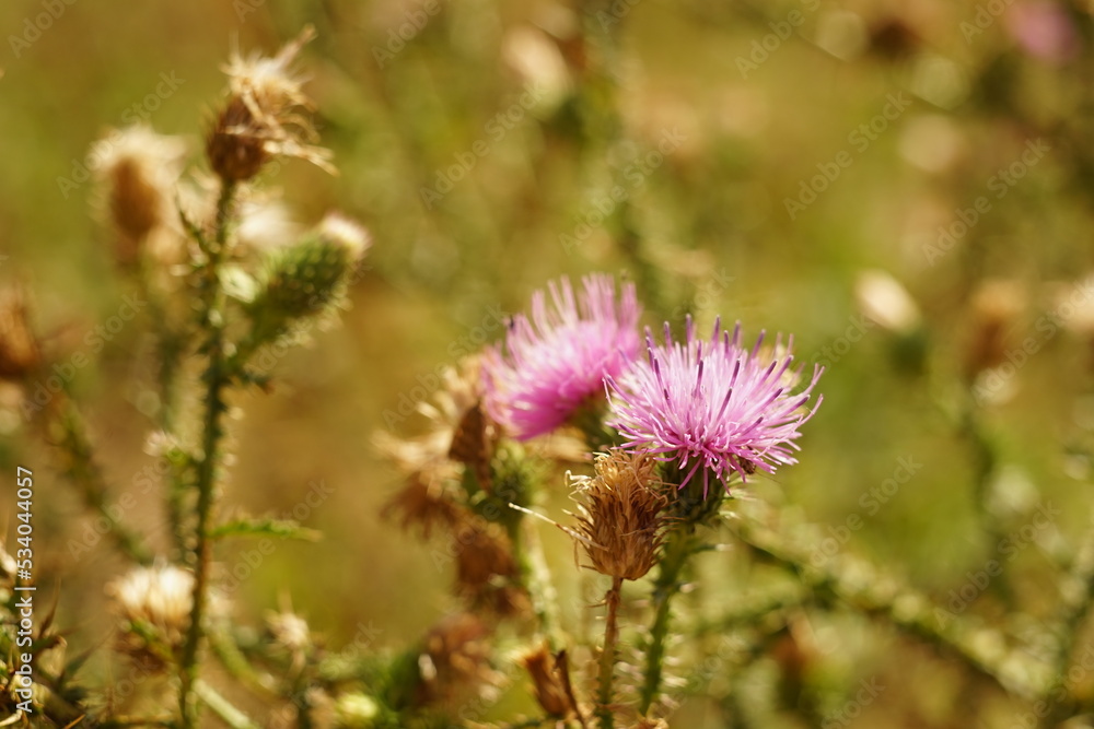 Purple thistle plant grows in sunny autumn garden Purple thistle plant grows in sunny autumn garden