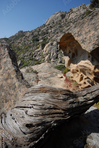 Ginepro fenicio, Juniperus phoenicea