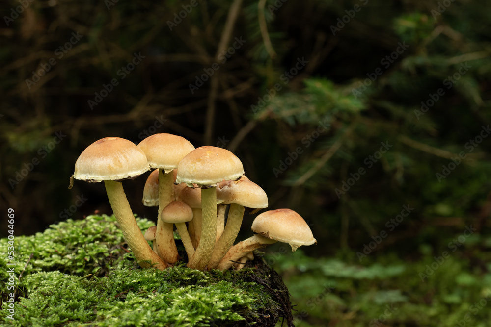 beautiful mushroom in the forest beautiful mushroom in the forest