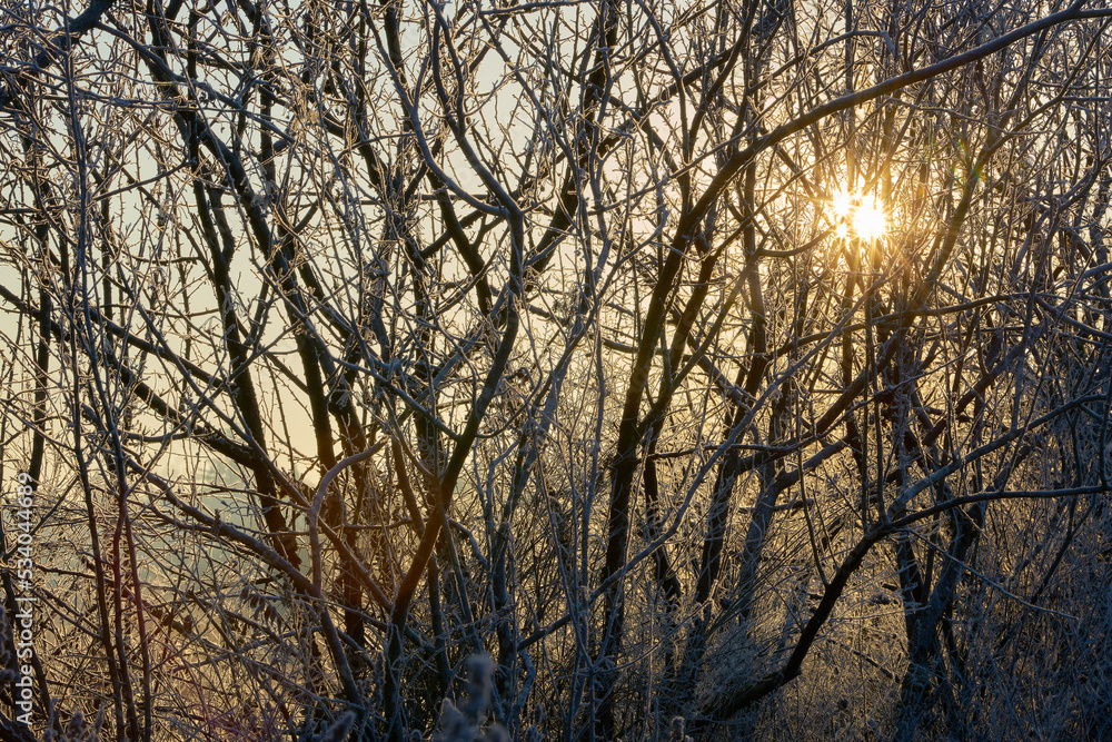 Winter Frost Covered Plants. Beautiful morning winter scene with hoarfrost on the branches.
Winter Frost Covered Plants. Beautiful morning winter scene with hoarfrost on the branches.