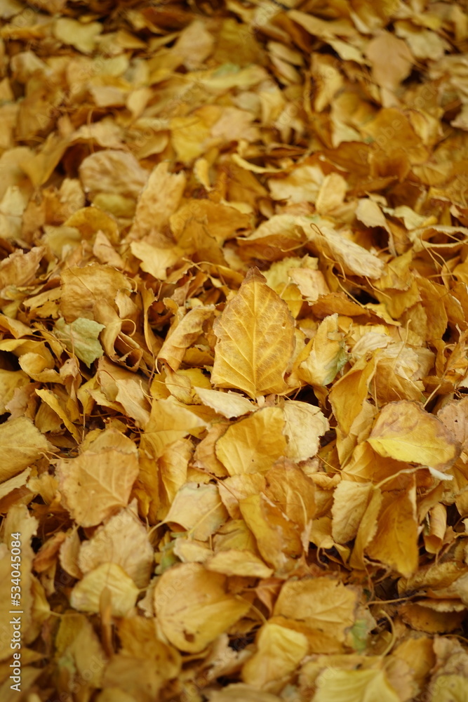 Autumnal background golden birch leaves Autumnal background golden birch leaves