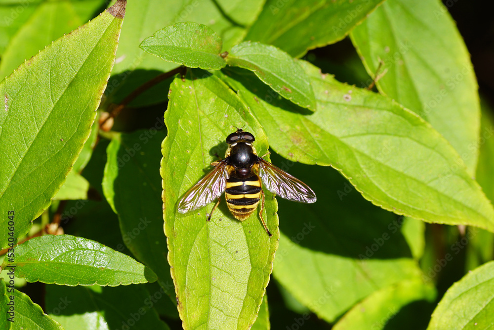 Close up female hoverfly, Yellow-barred Pond Fly, Sericomyia silentis, family Syrphidae. On a leaf of the shrub Deutzia of the family Hydrangeaceae. Dutch garden, Autumn, September, Netherlands Close up female hoverfly, Yellow-barred Pond Fly, Sericomyia silentis, family Syrphidae. On a leaf of the shrub Deutzia of the family Hydrangeaceae. Dutch garden, Autumn, September, Netherlands