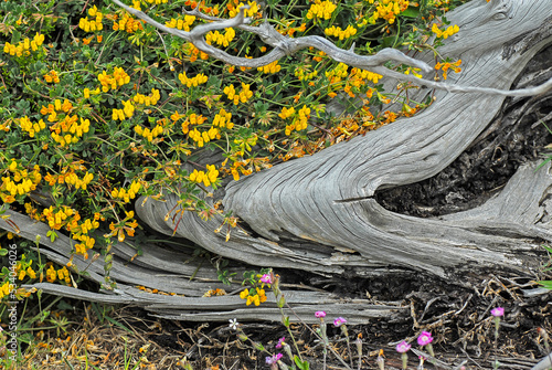 Juniperus phoenicea, ginepro fenicio photo