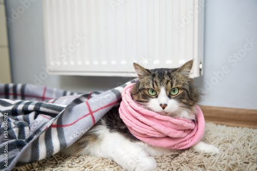 cat lies on the battery on a cold day in high quality